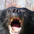 Black Bear Black Bear